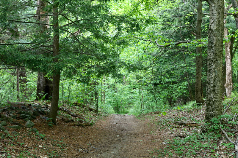 Looking down a trail surrounded by green trees.