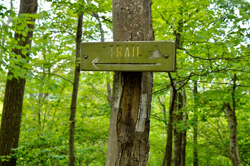 Directional wooden trail sign attached to a tree with green forest in the background.