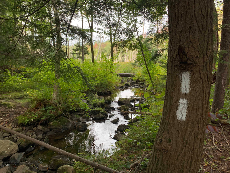 Tree with two white trail markers and a brook and trees in the background