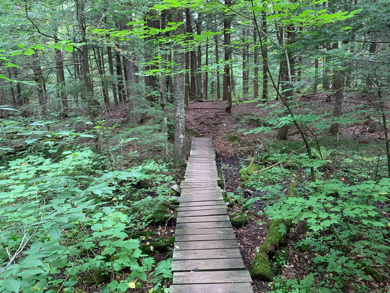 Wooden plank bridge over a trail surrounded by green trees and plants.