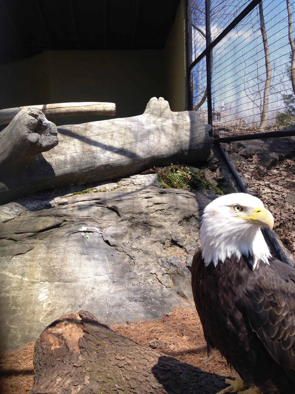 White and brown Bald Eagle in front of a rock and wood.