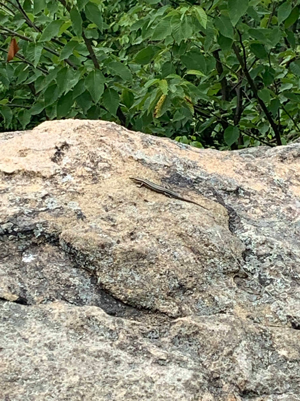 Small lizard on rock.