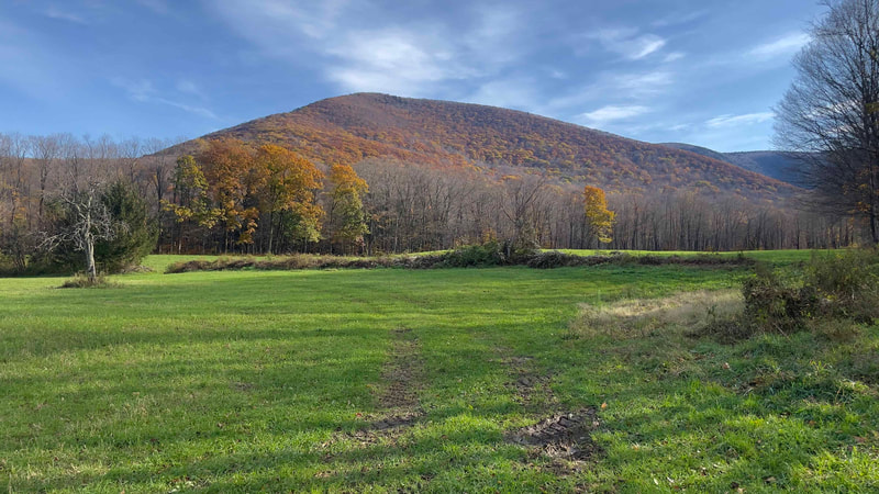 Photo of green field with mountain, blue sky, and autumn colors in the background