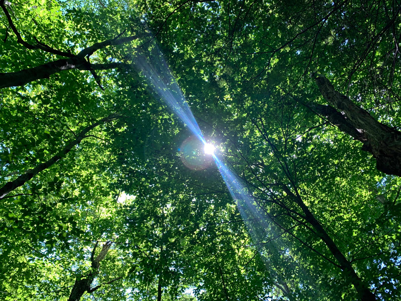 Looking up at sun through tree tops.