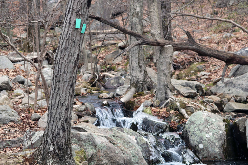 Tree with green Long Path blazes and cascading stream in background.
