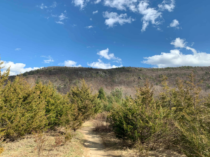 Dirt trail lined by green trees heading toward a mountain and cloudy blue sky in the background.